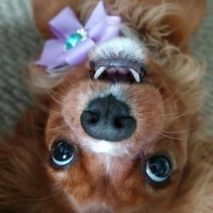 Meet your Posher, Debbie